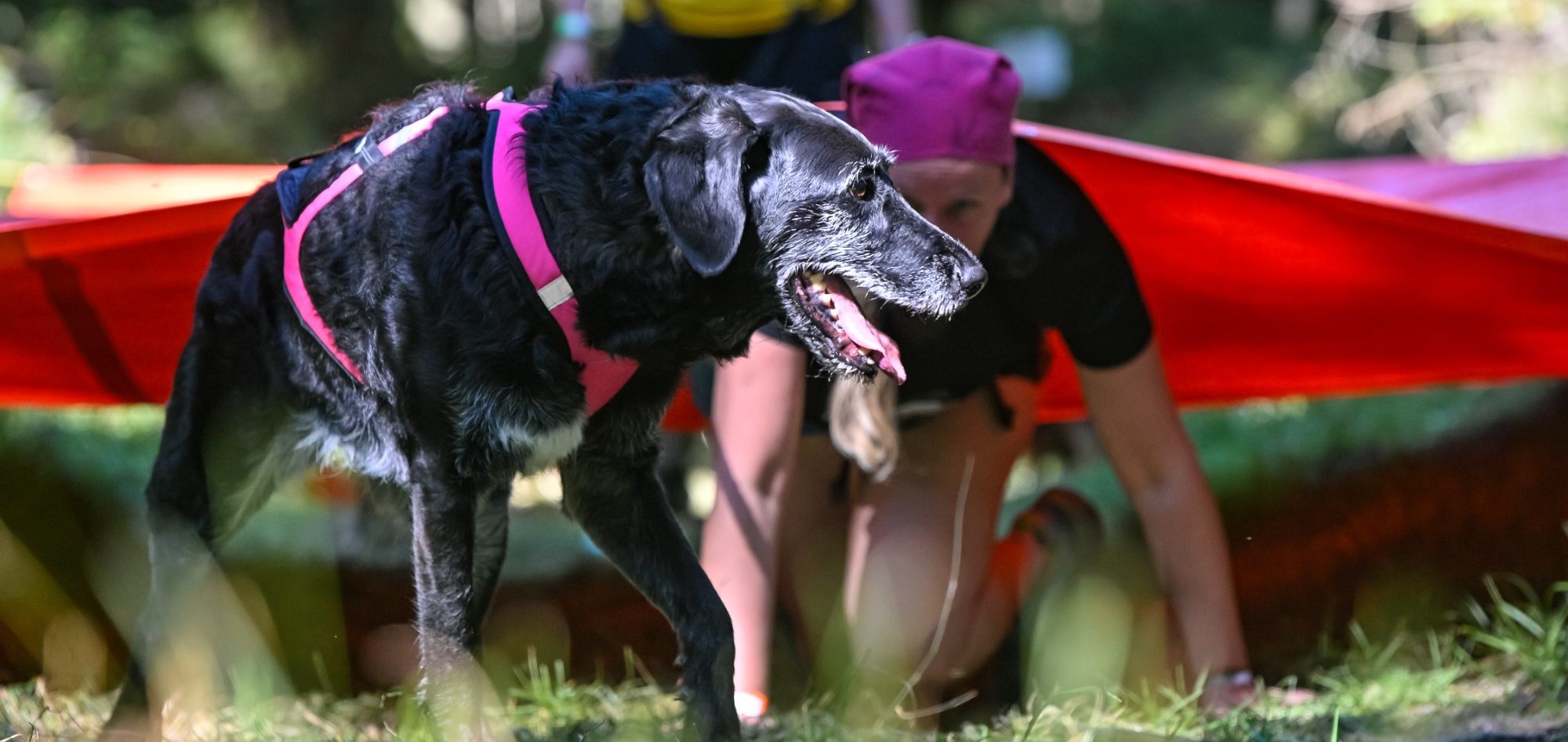 Hundetraining & Hundeverhaltensberatung Wolfsburg, Braunschweig & Region BetterDogether Hundetraining & Verhaltensberatung beim Tough Hunter